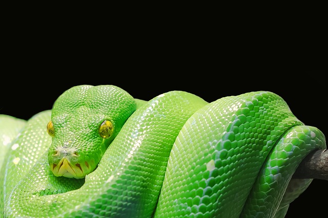 緑蛇