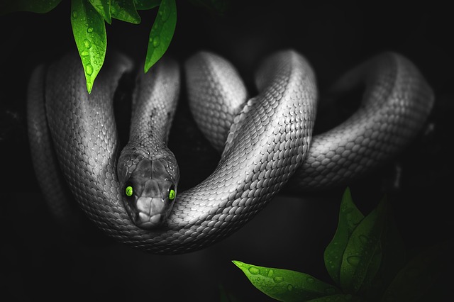 黒蛇