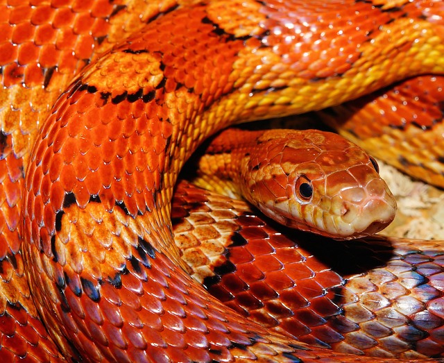 赤蛇